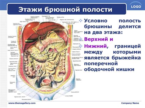 Анатомия брюшной полости: разделение главных структур в зоне пупка