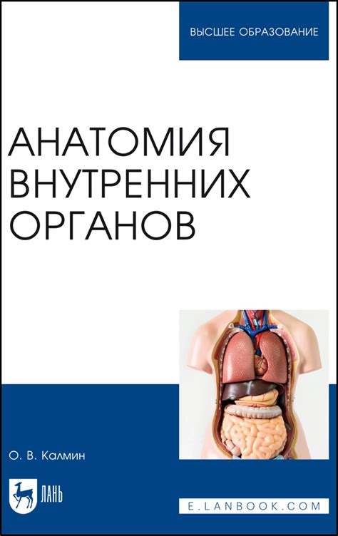 Анатомия внутренних органов в старших классах