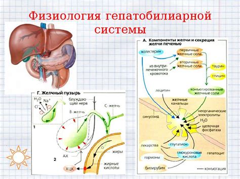 Анатомия гепатобилиарной системы