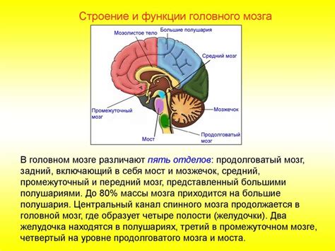 Анатомия головного положения и его воздействие на восприятие движения