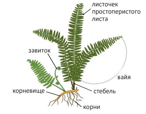 Анатомия заростка у папоротника: строение и функции