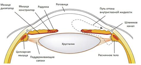 Анатомия зрительного аппарата и его основные компоненты