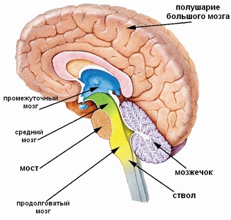 Анатомия и расположение головного синуса: изучение особенностей органа