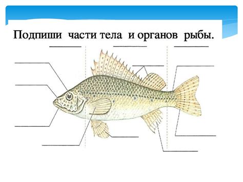 Анатомия и способы передвижения птиц и рыб