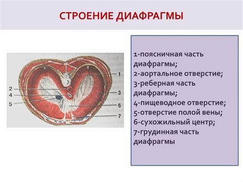 Анатомия и строение диафрагмы у человека