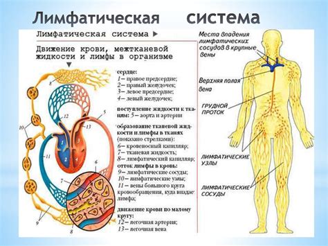 Анатомия и функции лимфатической системы