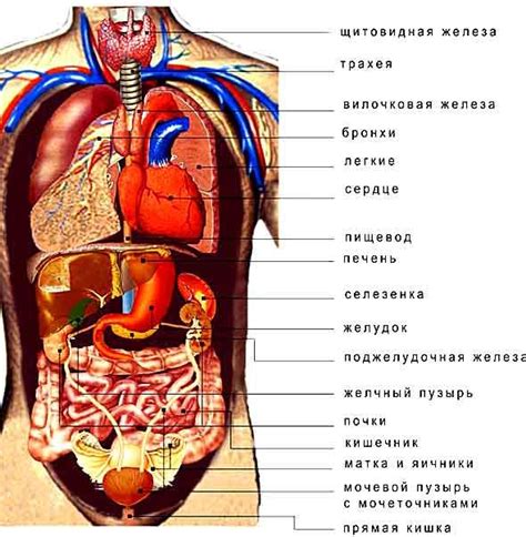 Анатомия и функции органа, расположенного слева от поясницы