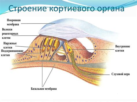 Анатомия кортиевого органа: структура и состав