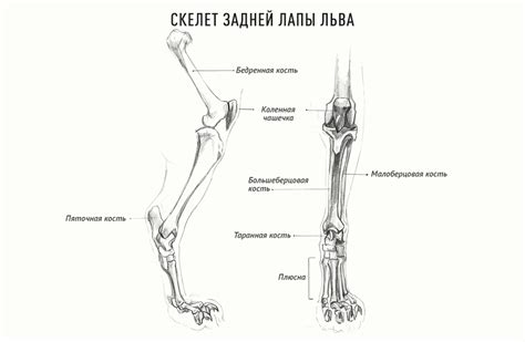 Анатомия лап и когтей у волков: особенности и уникальные черты