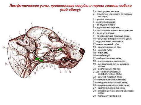 Анатомия лимфатических узлов у собак: основные аспекты