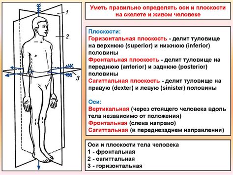 Анатомия оси саф: структура и компоненты