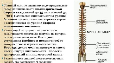 Анатомия спинного мозга: основные структуры