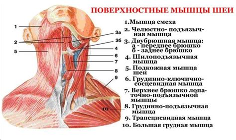 Анатомия шеи: область локализации важных структур