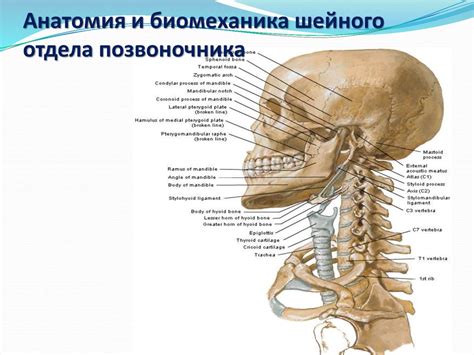 Анатомия шейного региона у питомца: важность понимания структуры для здоровья и профилактики