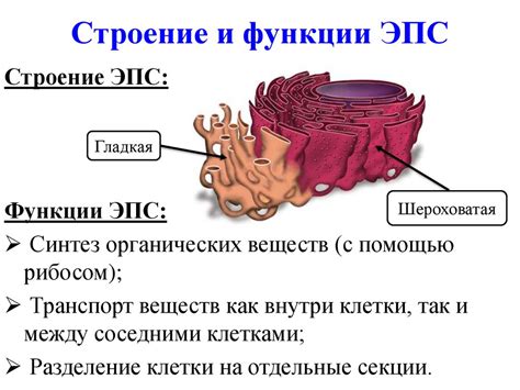 Анатомия эндоплазматической системы: архитектура и функции