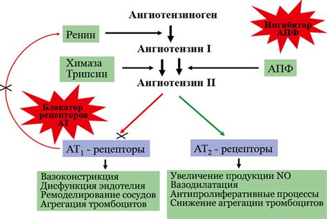 Ангиотензин II рецепторные блокаторы: механизм действия