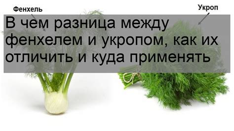 Анис и фенхель: альтернативные решения для освежающего дыхания