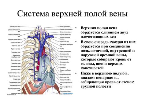 Архитектура и роли венозной системы