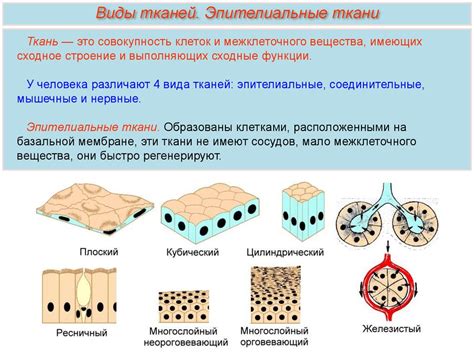 Архитектура эпителиальной ткани: особенности распределения клеток