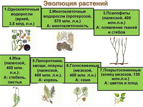 Атмосфера ночной жизни растений: особенности и неизвестные факты