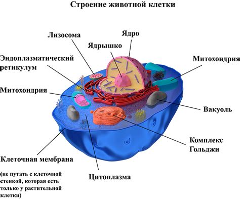 Атомарная организация клетки