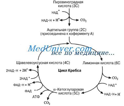 Аэробное дыхание: основной источник биоэнергии в клетке