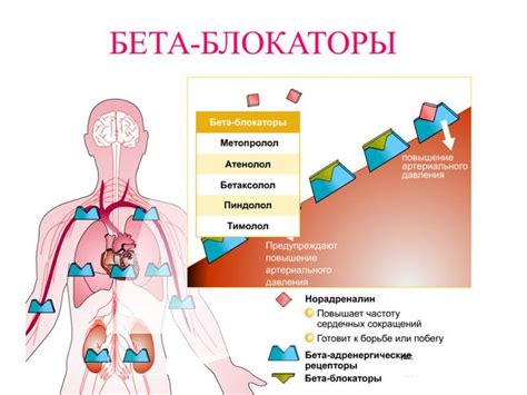 Бета-адреноблокаторы и их действие на артериальное давление