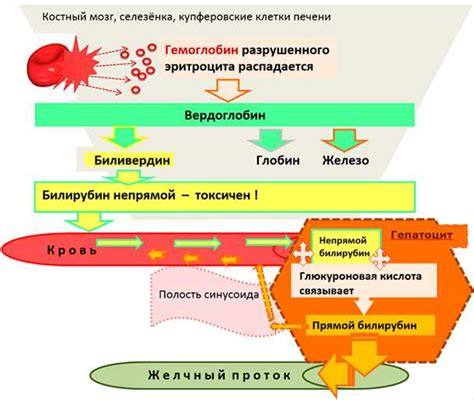 Билирубин: роль в организме и влияние на здоровье