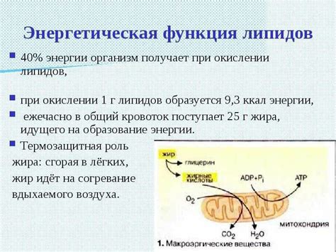 Биологическая значимость липидов в организме человека