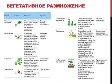 Биологическая особенность, влияющая на временные интервалы свечения