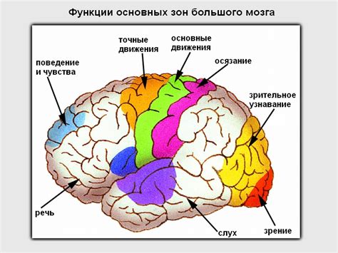 Биологическая роль зрительного центра в головном мозге