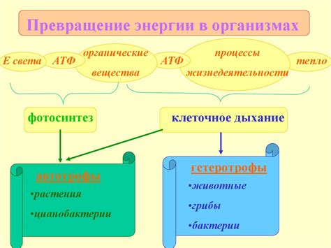 Биологические процессы, обеспечивающие синтез молекулы энергии в организмах