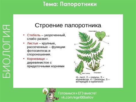 Биологические характеристики папоротников и рябины