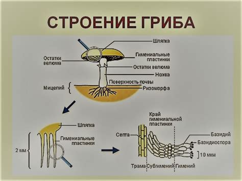 Биологический механизм спорообразования у шапковых грибов