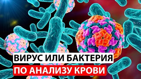 Биологическое разрушение бактерий и вирусов при помощи лизосом: как осуществляется и почему это важно