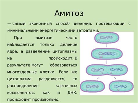 Биологическое распределение компонентов клетки у растений