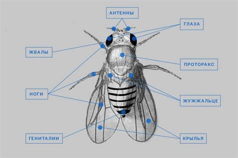 Биология и поведение насекомого цибулинойой мухи