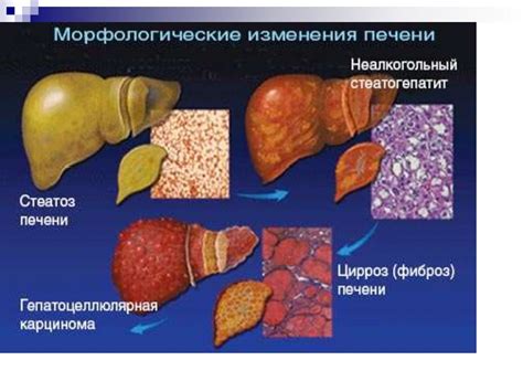 Благотворное влияние на функционирование пищеварительной системы