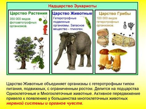 Богатство флоры и фауны: необыкновенное разнообразие живых организмов