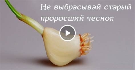 Богатство ценными веществами: какие компоненты содержит проросший чеснок?