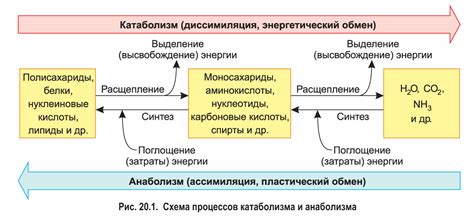 Богатство энергии и питательных веществ