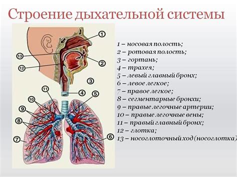 Более точная диагностика заболеваний органов дыхательной системы