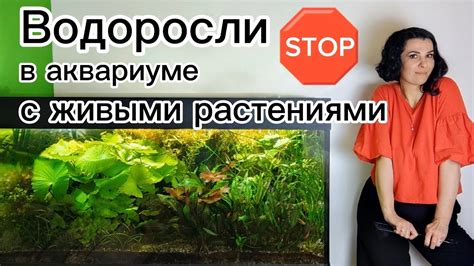 Борьба с водорослями в аквариуме: эффективные методы