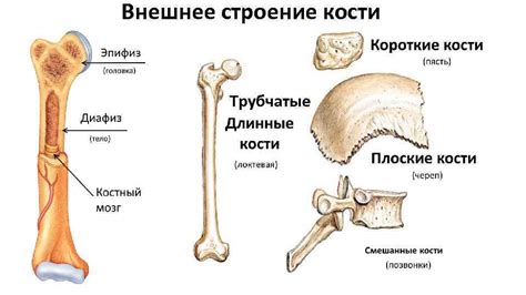 Важная роль костей в жизнедеятельности организма