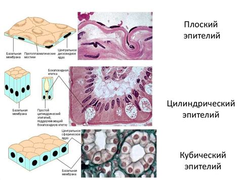 Важная роль кубического эпителия в питательном процессе