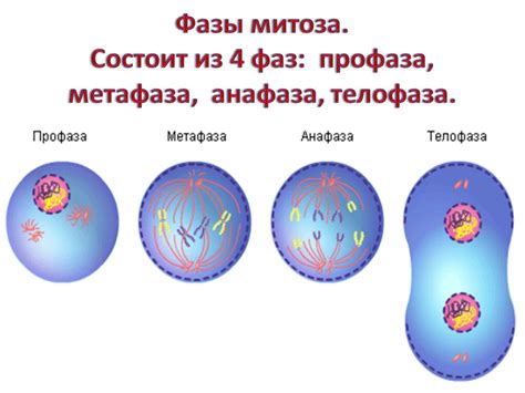 Важная роль центриолей в процессе митоза