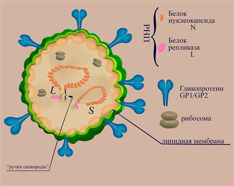Важная функция РНК вирусов в процессе сборки новых вирусных частиц