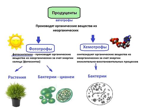 Важнейшие компоненты: их роль в формировании вкусовых качеств Маринары