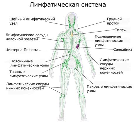 Важнейшие роли, выполняемые лимфоузлами в области паха