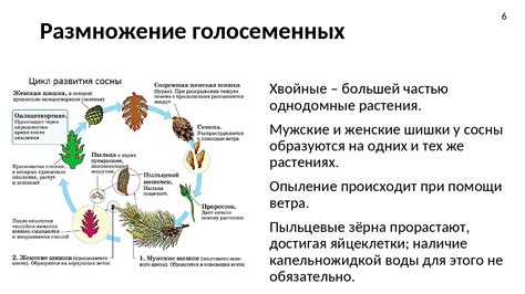 Важное питание для животных: польза низших растений